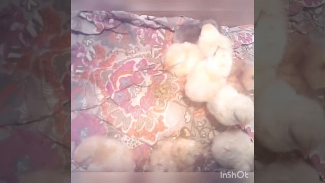 Этап 2... инкубация куриных яиц ( Ломан Вайт, Гриз Бар, простых курей) смотреть онлайн