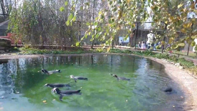 Московский контактный зоопарк, Волонтерство, Парк птиц и камней смотреть онлайн