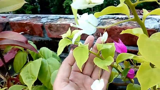 Bougainvillea care// how to grow bougainvillea. смотреть онлайн