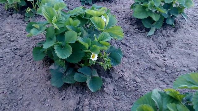 Клубника, сорт Чамора Турусси. 07.05.18 смотреть онлайн
