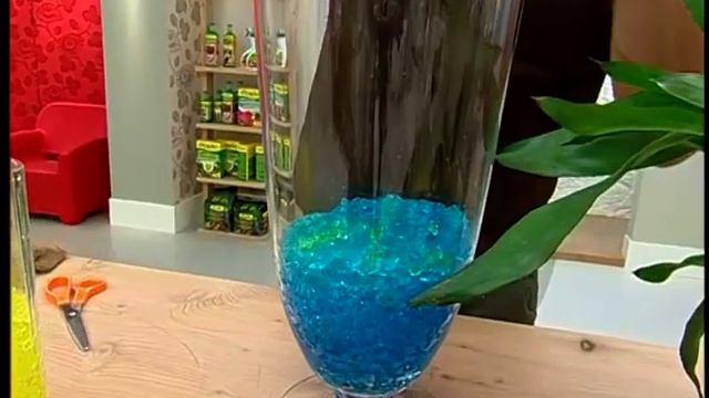Aechmea Blue Rain: Características Y Cuidados - Decogarden - Jardinatis