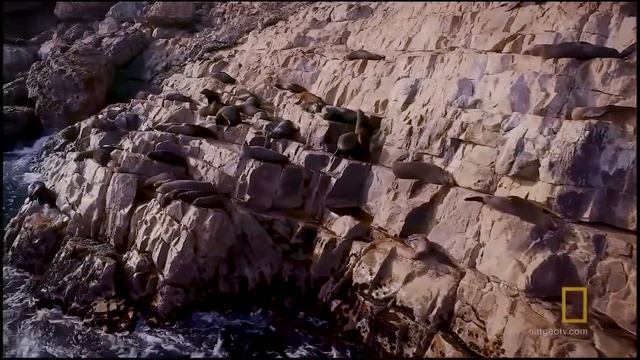 Нападение Белой Акулы на Морского Котика смотреть онлайн