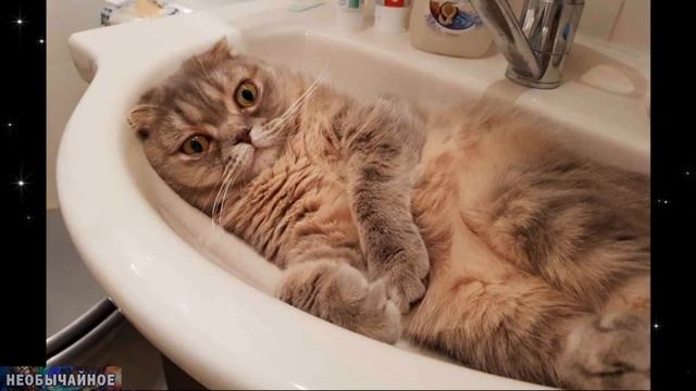 Вот Вы Точно Не Знали, КАК Мыть Вашу Кошку! И Нужно Ли Вообще Мыть Домашних Кошек? Ответ Вас Удивит смотреть онлайн