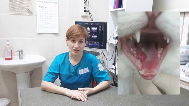 Клиниский случай. Травма языка у кота. смотреть онлайн