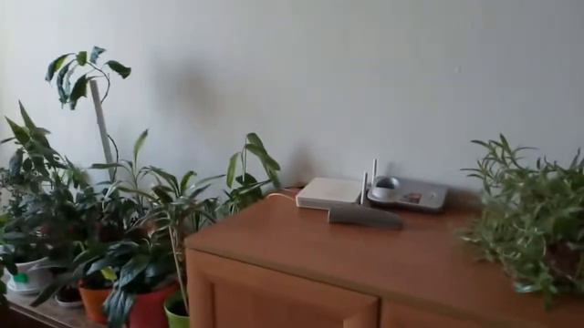 Весенний обзор растений. смотреть онлайн