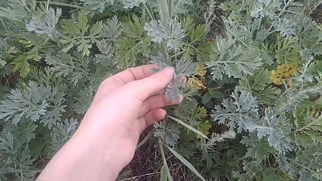 Травы от паразитов смотреть онлайн
