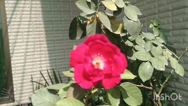 mexican petunia propagation and care #garden views // Grow green 445 смотреть онлайн