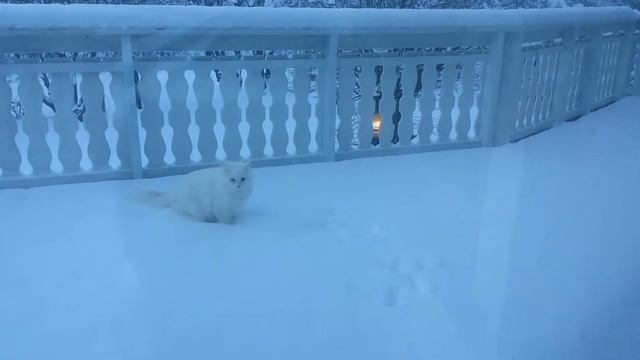Зайка любит зиму. смотреть онлайн