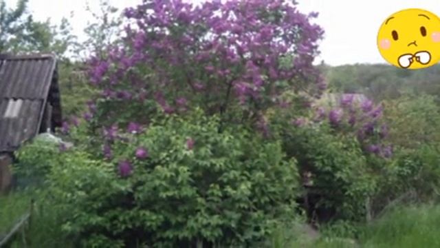 Сирень на даче смотреть онлайн
