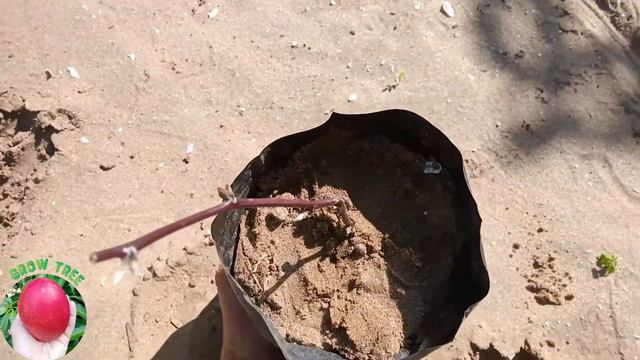 طريقة اكثار توت البلاك بيري من العقل || زراعة التوت العليق الاسود Growing Black Berry From Cuttings