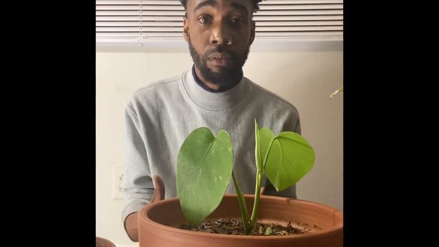 A Peek at My Variegated Monstera Albo Collection смотреть онлайн
