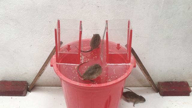 Rat Trap Water ? 10 Mice in trapped 10 Minutes ? Mouse/ Rat trap ? How to Make Rat Trap #7 смотреть онлайн