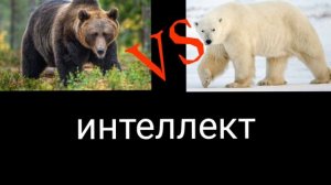 Кто сильнее медведь гризли или белый медведь?