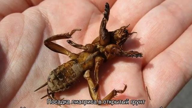 Лиатрис — посадка и уход в открытом грунте смотреть онлайн