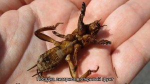 Лиатрис — посадка и уход в открытом грунте