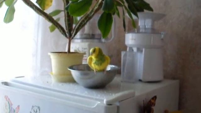 Очень жаркое лето! Попугай купается! смотреть онлайн