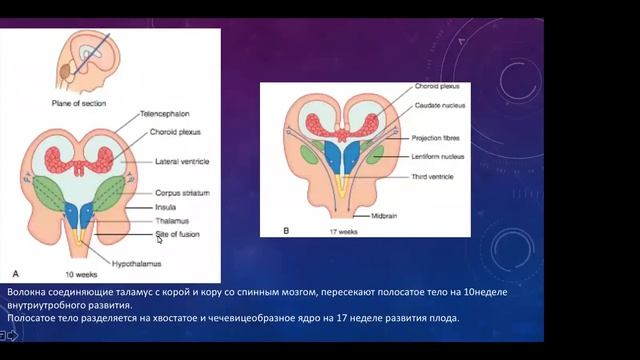 Нейроэмбриология смотреть онлайн