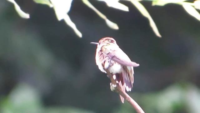 Hummingbird preening and stretching 8 20 18 смотреть онлайн