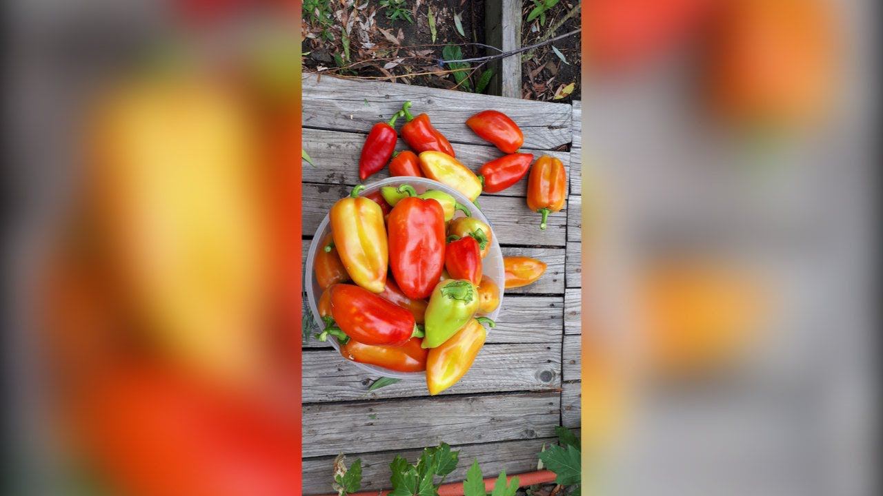 ПЕРЕЦ сорт БОГАТЫРЬ в конце августа начал краснеть. УРОЖАЙ 20 августа смотреть онлайн