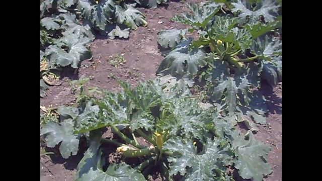 Как растут Кабачки смотреть онлайн