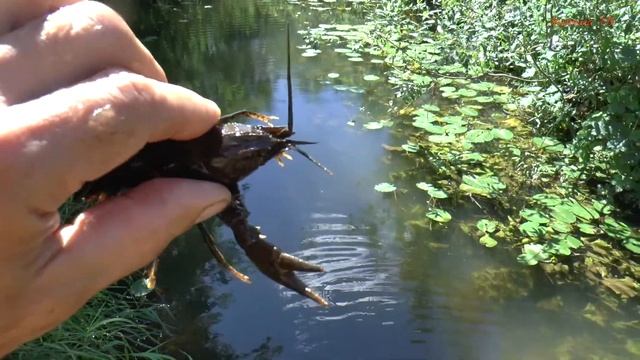 А ты ловил раков? Волгореченск смотреть онлайн