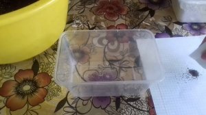 Посев табака душистого на рассаду