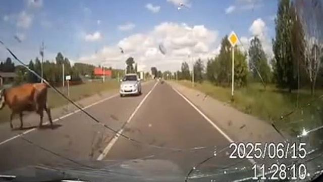 Российская дорога тут тебе карова на капот смотреть онлайн