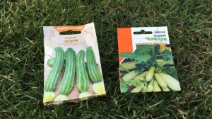 Любимые сорта кабачков.