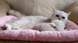 Британская кошка серебристая шиншилла с котятами