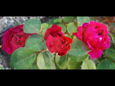 Влог "жалостливый"... смотреть онлайн