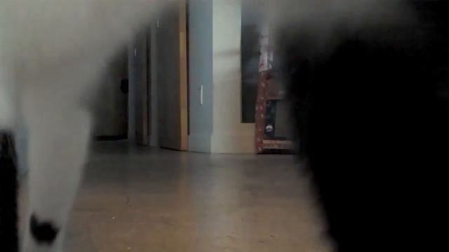 Любят ли коты своих хозяев?? смотреть онлайн
