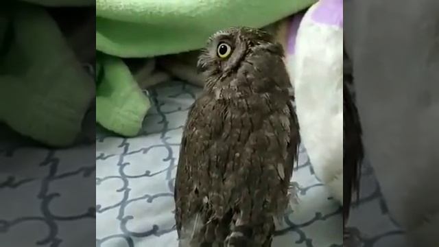Сова сплюшка. Эти глаза завораживают смотреть онлайн