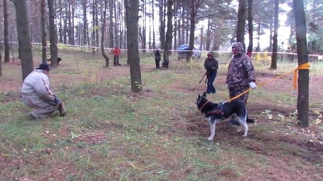 Хельхаус Ребекка 1 год 3 месяца и Хельхаус Риззо 1 год 3 месяца тренинг по защите в Твери смотреть онлайн