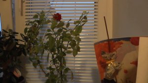 Обрезаем комнатную мини розу на зиму (роза Кордана)