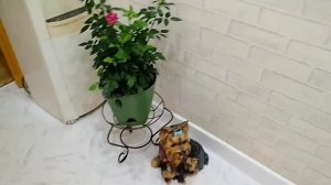 Роза кордана дома .