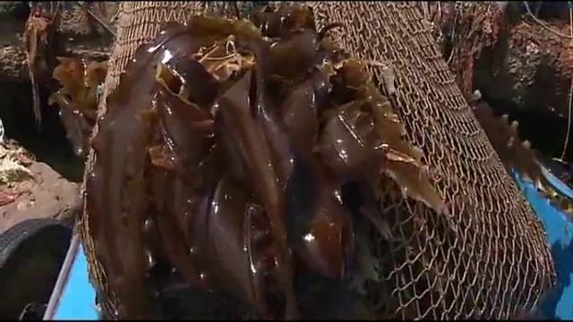 Морская. Выпуск 3. Многоликая морская капуста смотреть онлайн