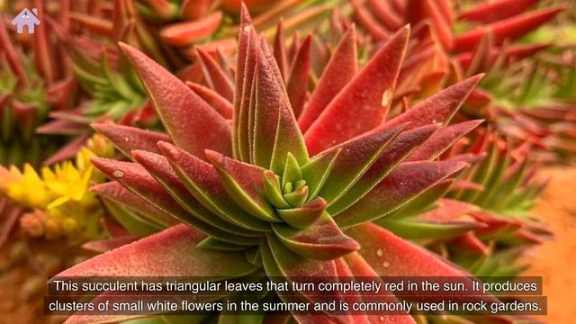 Transform Your Garden With Gorgeous Red Succulents! смотреть онлайн