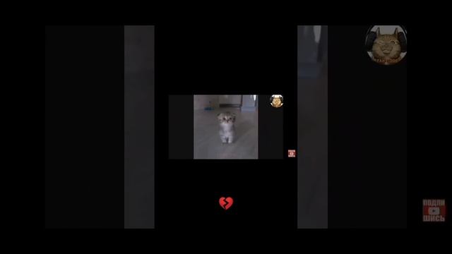 #хахахахаха #кот #качели #девочка #рек #реки #рек #лол #shortvideo #subscribe #абобус #мем #жиза смотреть онлайн