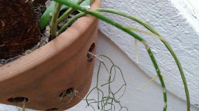 Cacto macarrão como cuidar? Rhipsalis Baccifera e Rhipsalis Campos portoana смотреть онлайн