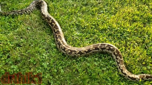 Sri Lankan Python смотреть онлайн
