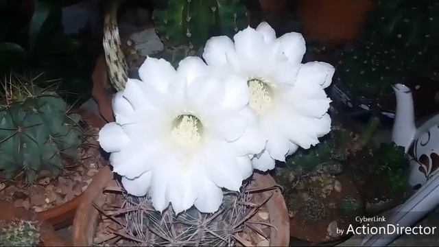 ЭХИНОПСИС❇Ночное цветение.2. Echinopsis Blooming!