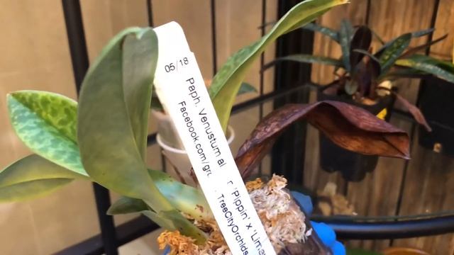 Часть 3 Обзор орхидей июль 2020. Выращивание орхидей 5 мес на улице и 7 мес в доме. Орхи на веранде смотреть онлайн