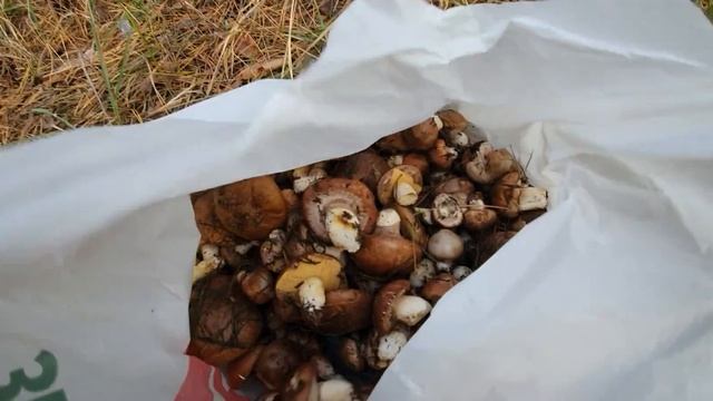 Где собирать грибы с пакетом АТБ