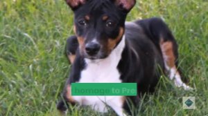 Teddy Roosevelt Terrier Dog Breed Profile