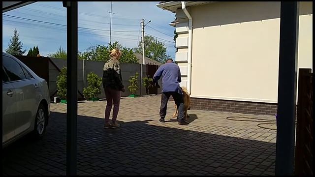 Тибетский мастиф защищает хозяйку. Замедленная съёмка. смотреть онлайн