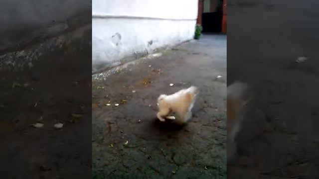 Japanese chin смотреть онлайн