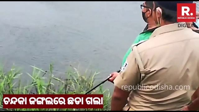 ୫୦ ଅଜଗର ଛୁଆ।50 Baby Python Releases Gadnial Village Of Chandaka смотреть онлайн