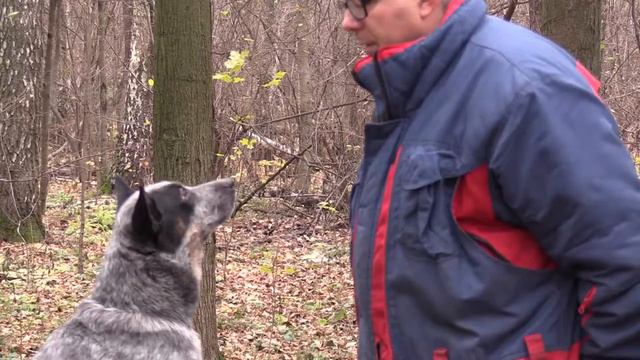 Как научить собаку есть корм с руки на прогулке? смотреть онлайн