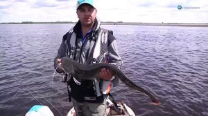 Ловля сома на троллинг.