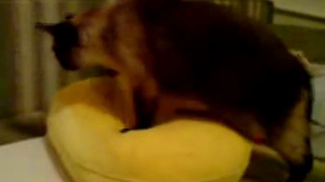 Кошка Соня топчет подушку